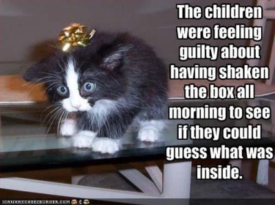 funny-pictures-gift-kitten-was-shaken.jpg