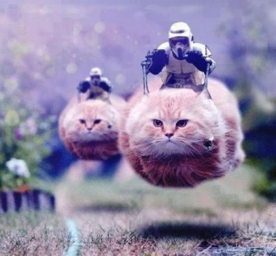 hover cats.jpg